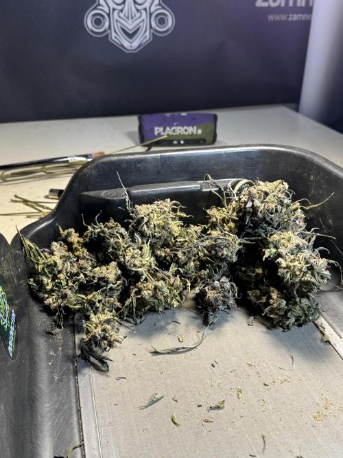 White Widow @Zamanesia-Playing classics. Week 13 - White Widow Trim Day 