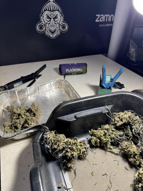 White Widow @Zamanesia-Playing classics. Week 13 - White Widow Trim Day 