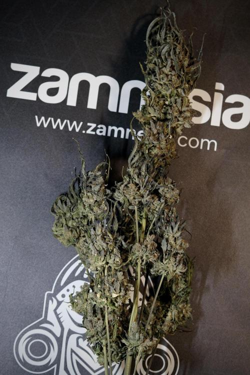 White Widow @Zamanesia-Playing classics. Week 13 - White Widow Trim Day 