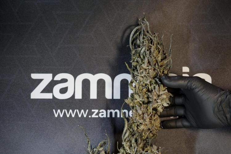 White Widow @Zamanesia-Playing classics. Week 13 - White Widow Trim Day 