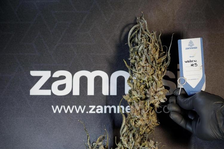 White Widow @Zamanesia-Playing classics. Week 13 - White Widow Trim Day 