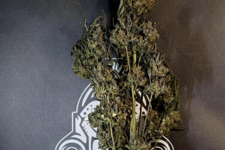 White Widow @Zamanesia-Playing classics. Week 13 - White Widow Trim Day 