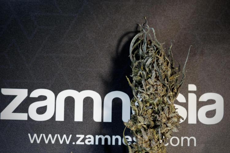 White Widow @Zamanesia-Playing classics. Week 13 - White Widow Trim Day 