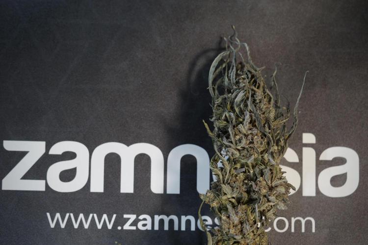 White Widow @Zamanesia-Playing classics. Week 13 - White Widow Trim Day 