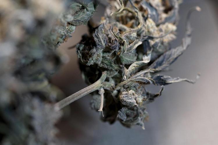 White Widow @Zamanesia-Playing classics. Week 13 - White Widow Trim Day 