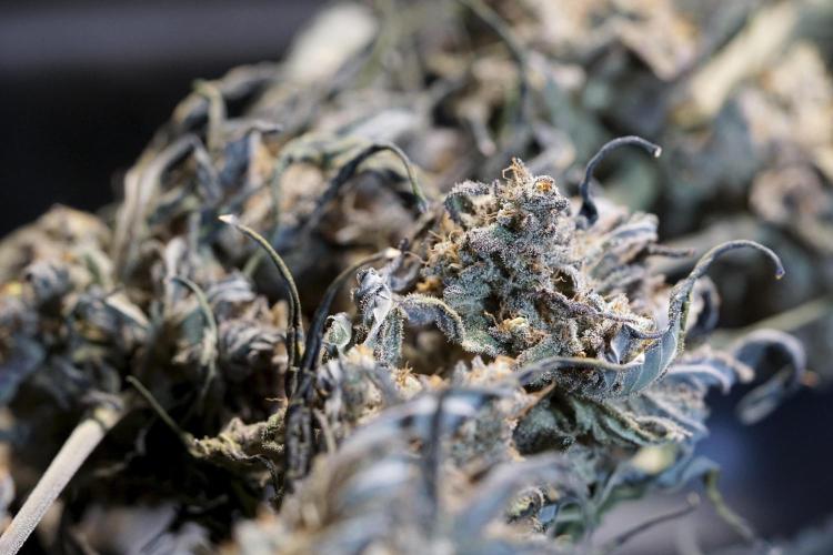 White Widow @Zamanesia-Playing classics. Week 13 - White Widow Trim Day 