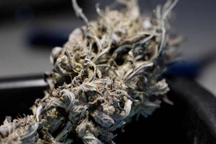 White Widow @Zamanesia-Playing classics. Week 13 - White Widow Trim Day 