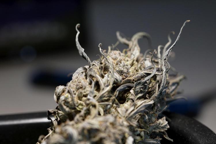 White Widow @Zamanesia-Playing classics. Week 13 - White Widow Trim Day 