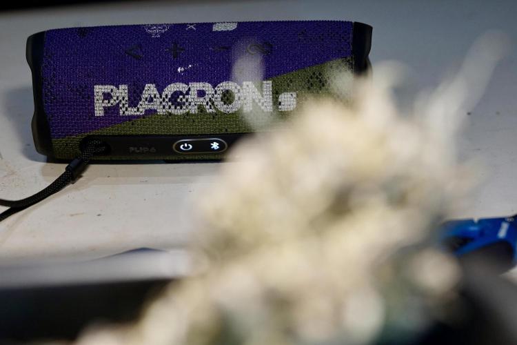 White Widow @Zamanesia-Playing classics. Week 13 - White Widow Trim Day 