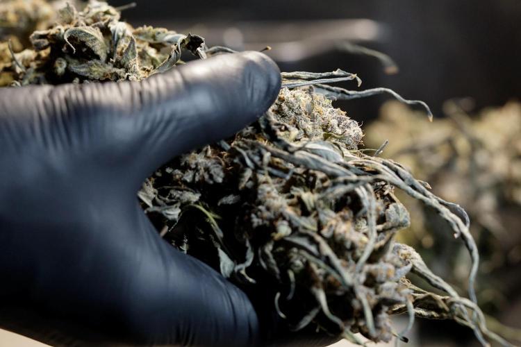 White Widow @Zamanesia-Playing classics. Week 13 - White Widow Trim Day 