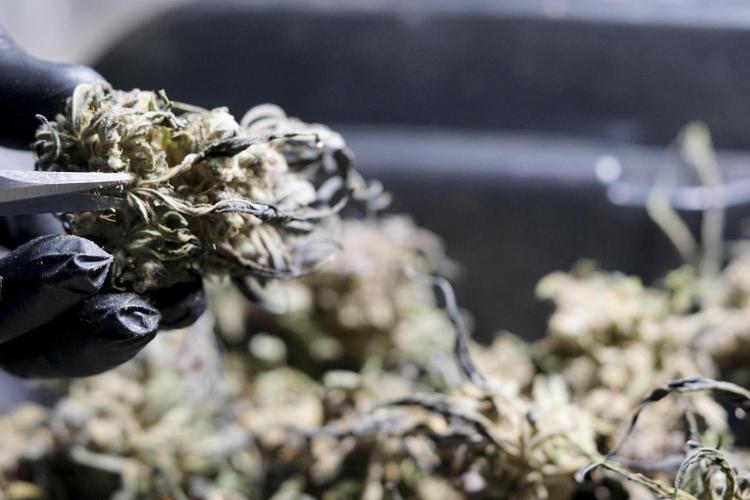 White Widow @Zamanesia-Playing classics. Week 13 - White Widow Trim Day 