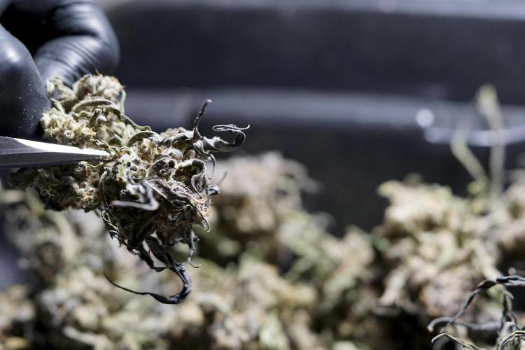 White Widow @Zamanesia-Playing classics. Week 13 - White Widow Trim Day 