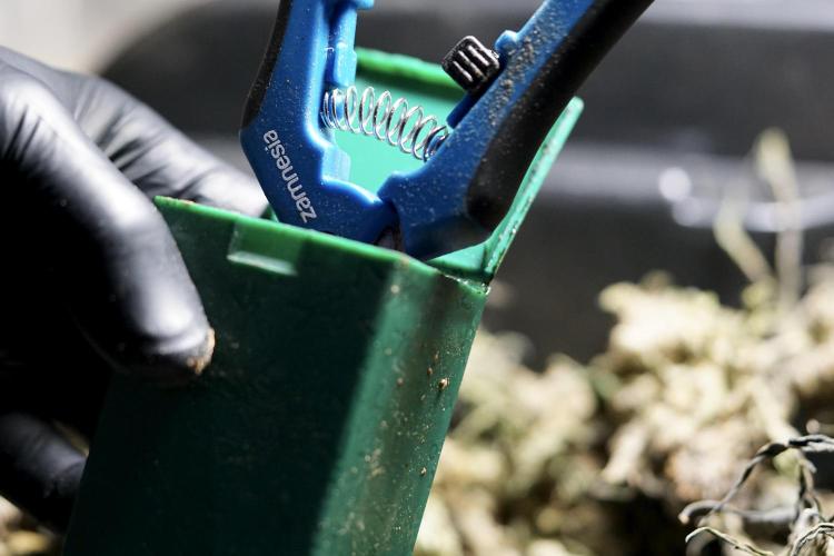 White Widow @Zamanesia-Playing classics. Week 13 - tools 