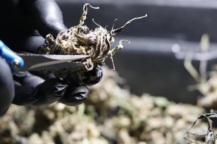 White Widow @Zamanesia-Playing classics. Week 13 - White Widow Trim Day 