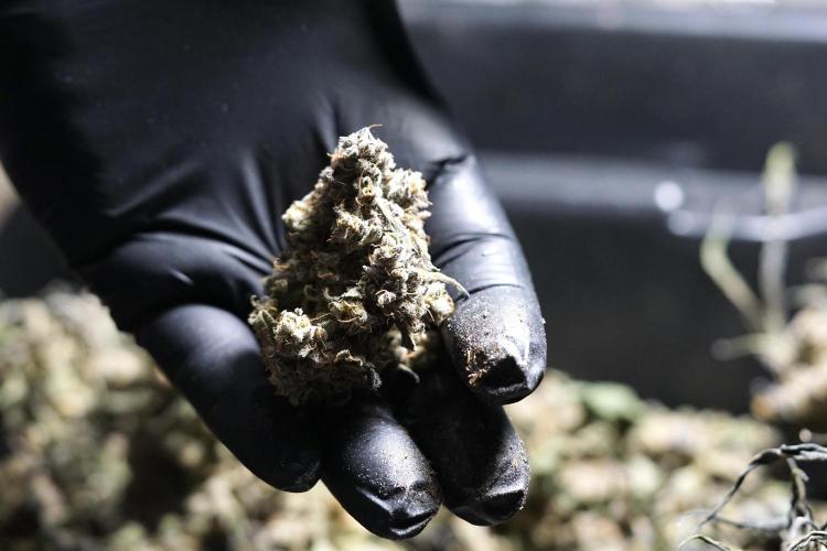 White Widow @Zamanesia-Playing classics. Week 13 - White Widow Trim Day 