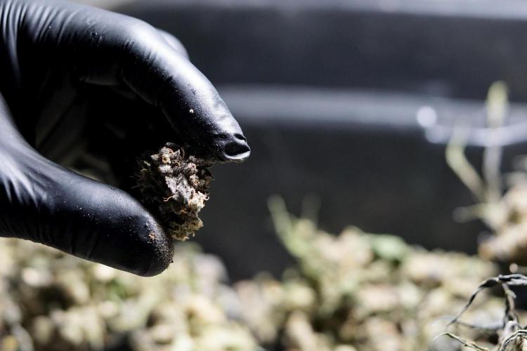 White Widow @Zamanesia-Playing classics. Week 13 - White Widow Trim Day 