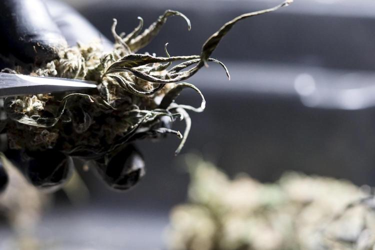 White Widow @Zamanesia-Playing classics. Week 13 - White Widow Trim Day 