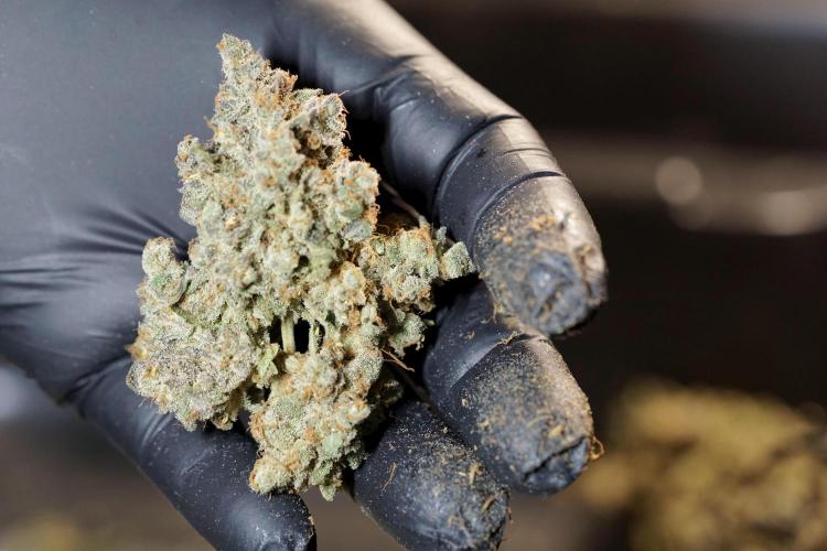 White Widow @Zamanesia-Playing classics. Week 13 - White Widow Trim Day 