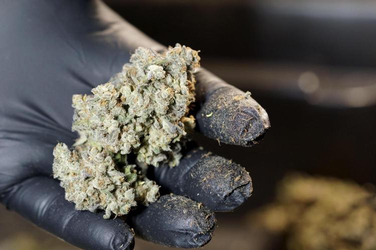 White Widow @Zamanesia-Playing classics. Week 13 - White Widow Trim Day 