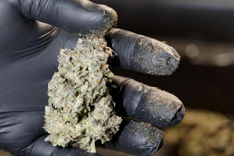 White Widow @Zamanesia-Playing classics. Week 13 - White Widow Trim Day 