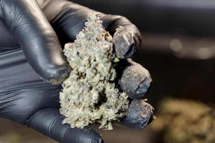 White Widow @Zamanesia-Playing classics. Week 13 - White Widow Trim Day 