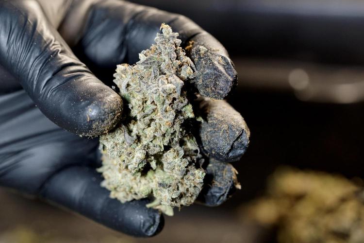 White Widow @Zamanesia-Playing classics. Week 13 - amazing