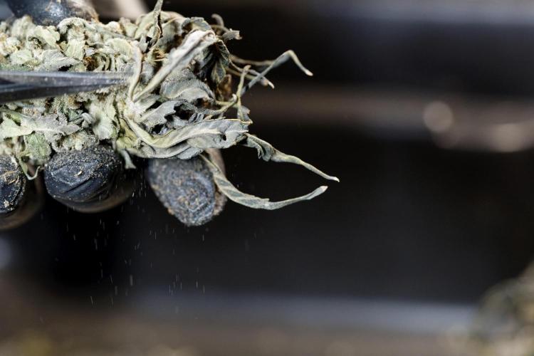 White Widow @Zamanesia-Playing classics. Week 13 - White Widow Trim Day 