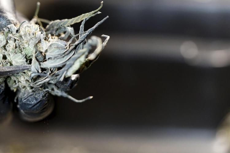 White Widow @Zamanesia-Playing classics. Week 13 - White Widow Trim Day 