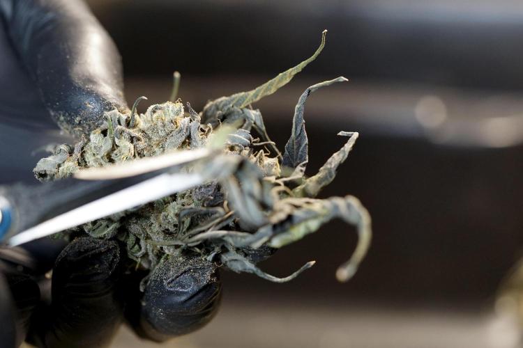 White Widow @Zamanesia-Playing classics. Week 13 - White Widow Trim Day 