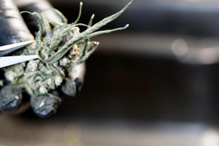 White Widow @Zamanesia-Playing classics. Week 13 - White Widow Trim Day 