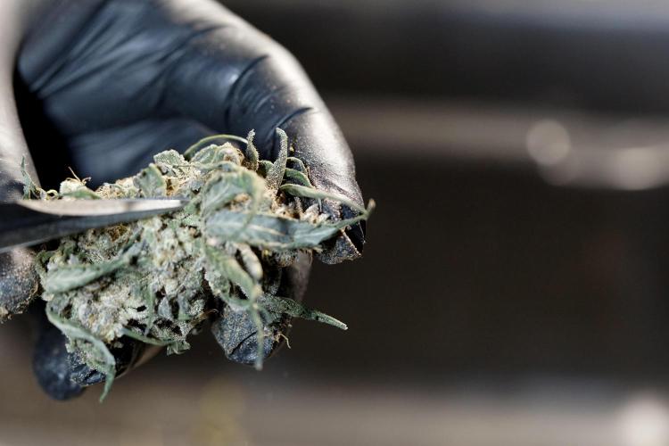 White Widow @Zamanesia-Playing classics. Week 13 - White Widow Trim Day 