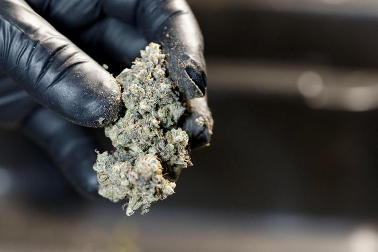 White Widow @Zamanesia-Playing classics. Week 13 - amazing