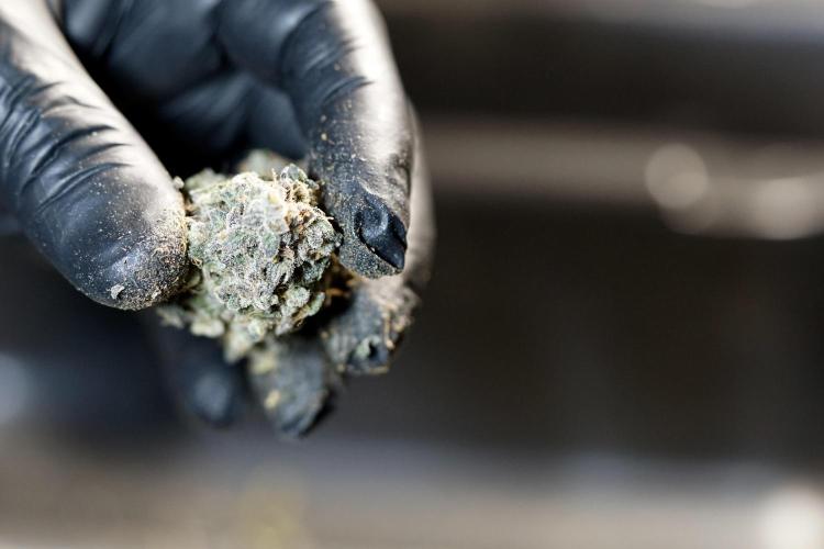 White Widow @Zamanesia-Playing classics. Week 13 - White Widow Trim Day 