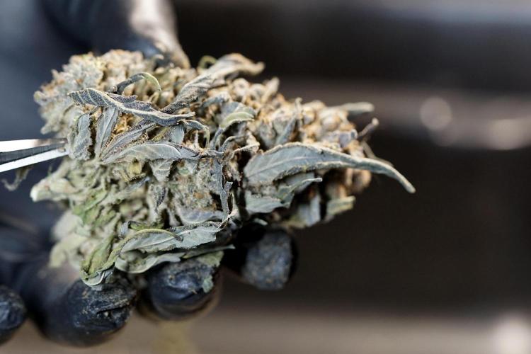 White Widow @Zamanesia-Playing classics. Week 13 - White Widow Trim Day 