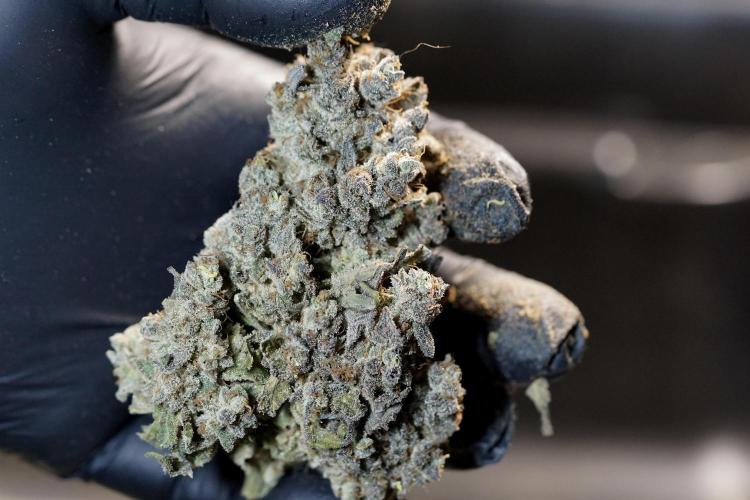 White Widow @Zamanesia-Playing classics. Week 13 - amazing