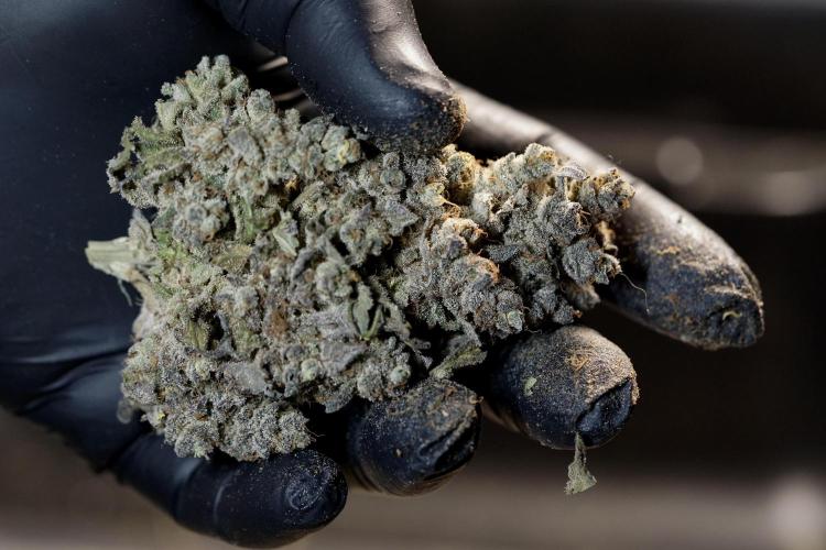 White Widow @Zamanesia-Playing classics. Week 13 - White Widow Trim Day 