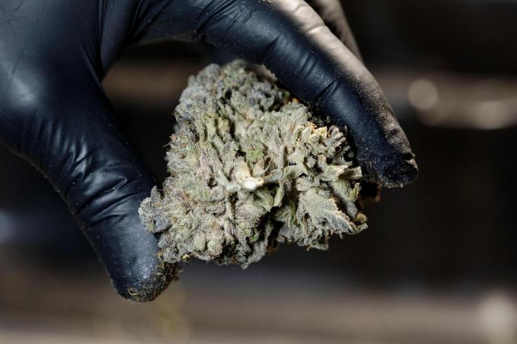 White Widow @Zamanesia-Playing classics. Week 13 - so dense and compact 