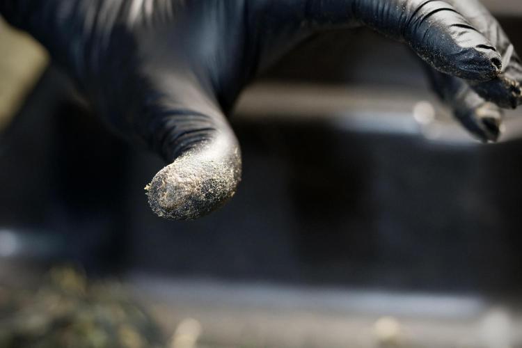 White Widow @Zamanesia-Playing classics. Week 13 - White Widow Trim Day 