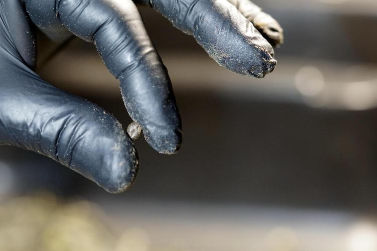 White Widow @Zamanesia-Playing classics. Week 13 - White Widow Trim Day 