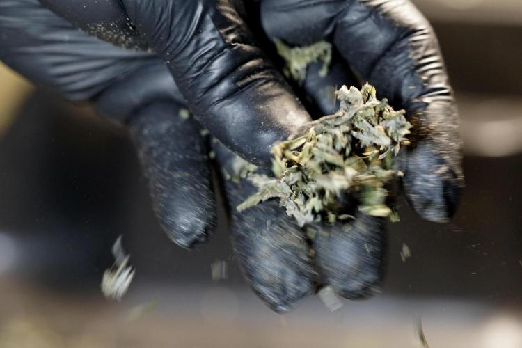 White Widow @Zamanesia-Playing classics. Week 13 - White Widow Trim Day 