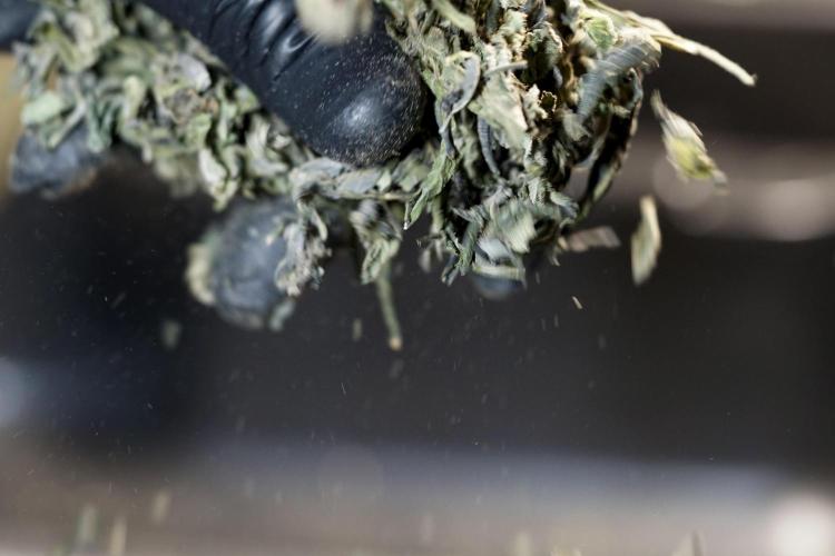 White Widow @Zamanesia-Playing classics. Week 13 - White Widow Trim Day 