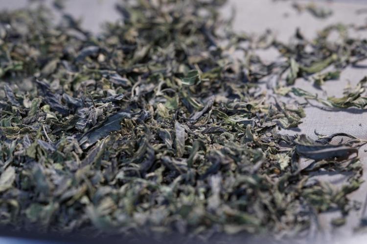 White Widow @Zamanesia-Playing classics. Week 13 - White Widow Trim Day 