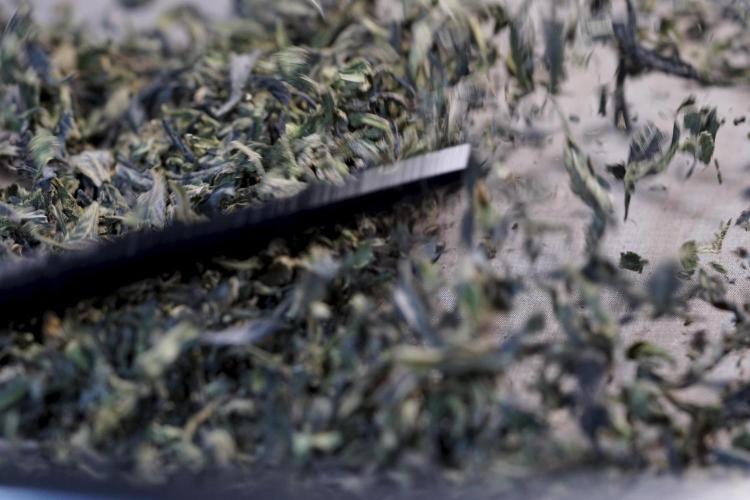 White Widow @Zamanesia-Playing classics. Week 13 - White Widow Trim Day 