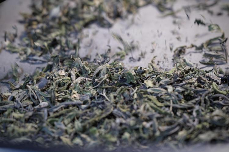 White Widow @Zamanesia-Playing classics. Week 13 - White Widow Trim Day 