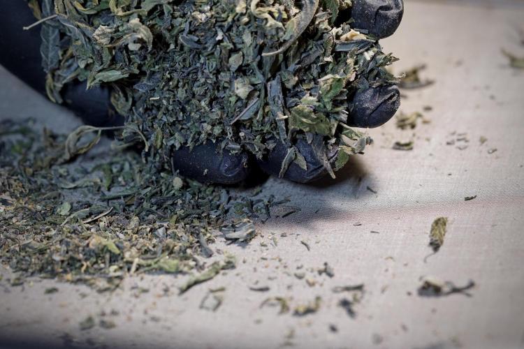 White Widow @Zamanesia-Playing classics. Week 13 - White Widow Trim Day 