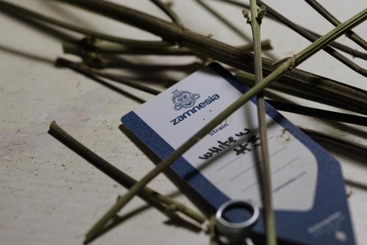 White Widow @Zamanesia-Playing classics. Week 13 - White Widow Trim Day 