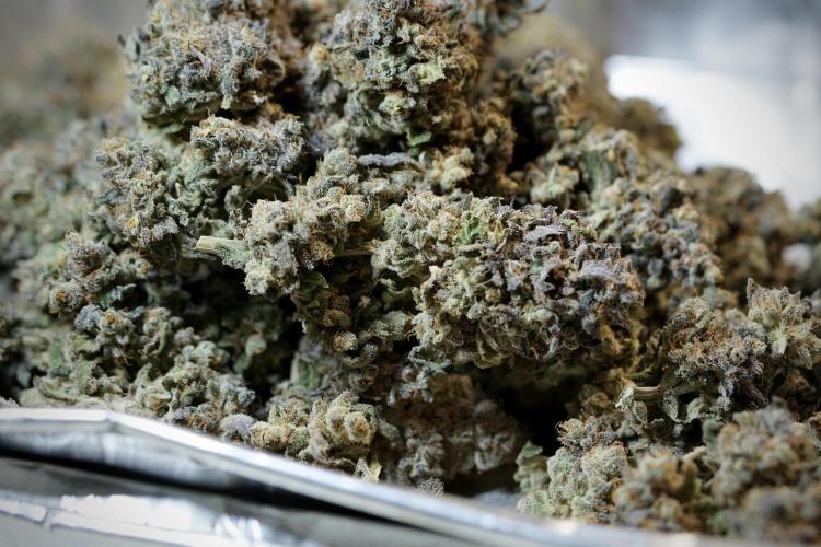 White Widow @Zamanesia-Playing classics. Week 13 - White Widow Trim Day 