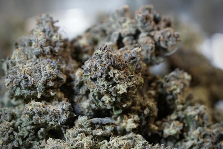 White Widow @Zamanesia-Playing classics. Week 13 - White Widow Trim Day 