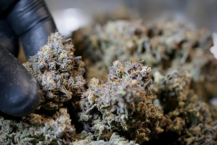 White Widow @Zamanesia-Playing classics. Week 13 - White Widow Trim Day 