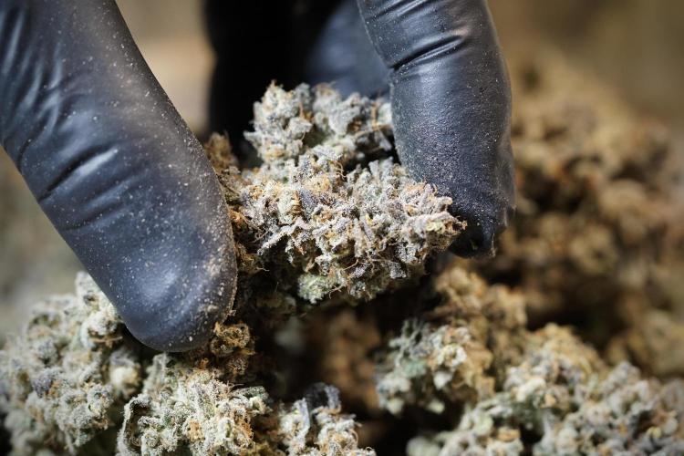 White Widow @Zamanesia-Playing classics. Week 13 - White Widow Trim Day 